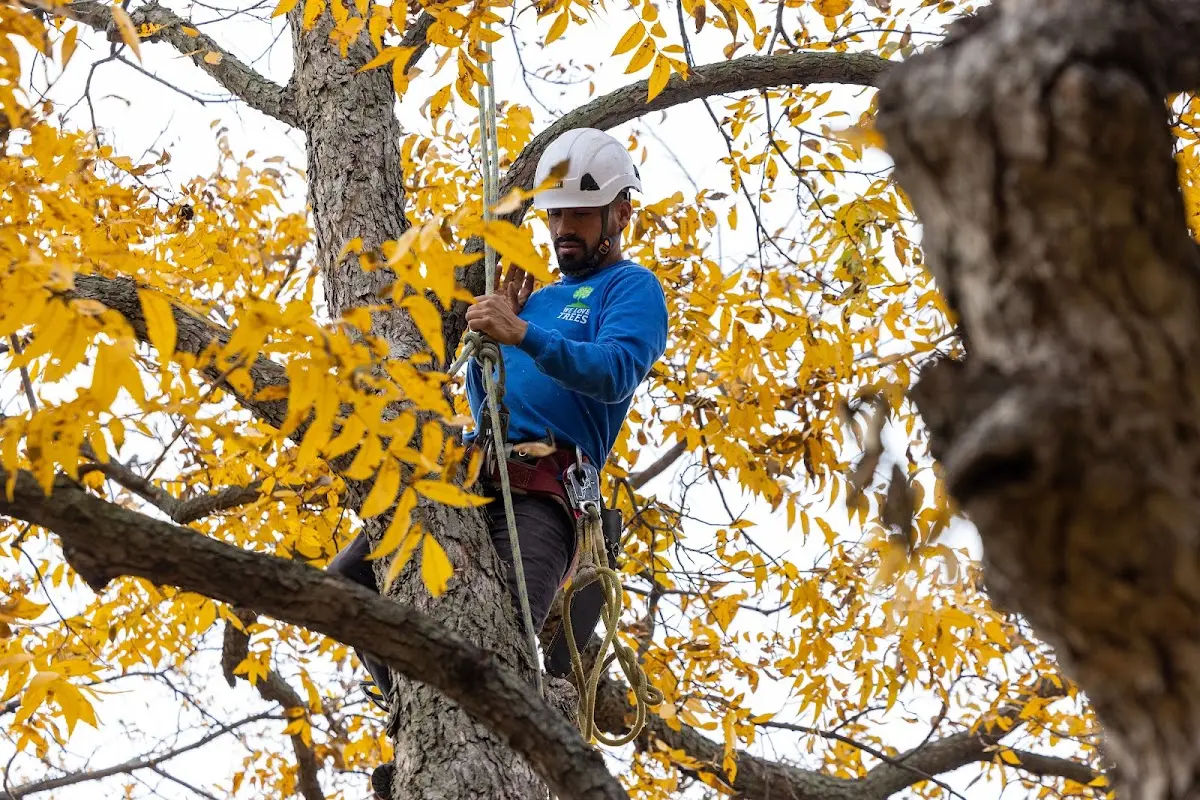 Skilled Tree Pruning crew working in Yakutat